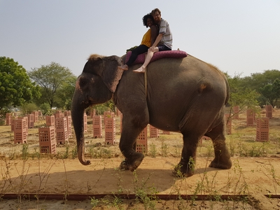 Marc et Edna se ballade dans la ville à dos d'éléphant